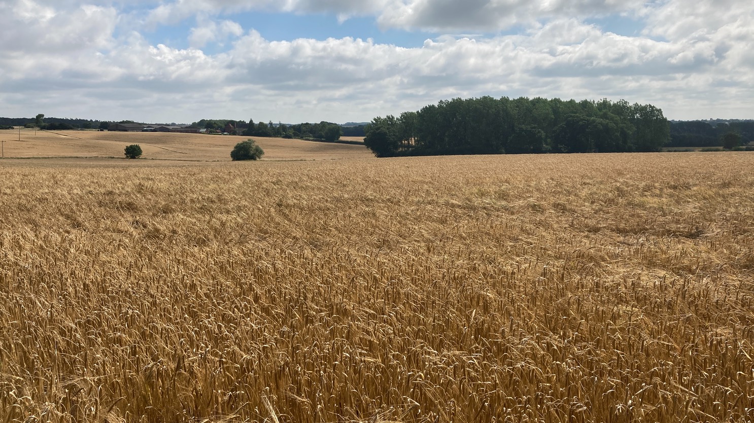 Harvest Festival